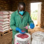 How to Prevent Weevils in Stored Maize