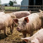 A realistic image of flies around pigs in a farm setting, pig pen environment, visible presence of flies, natural daylight, high detail, professional photography, clean composition,