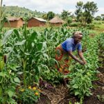 Intercropping Methods That Naturally Reduce Pests
