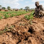 Mole cricket control for groundnut farmers