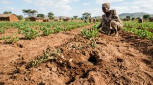 Mole cricket control for groundnut farmers