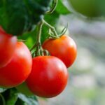Tomato Pests and How to Manage Them Organically