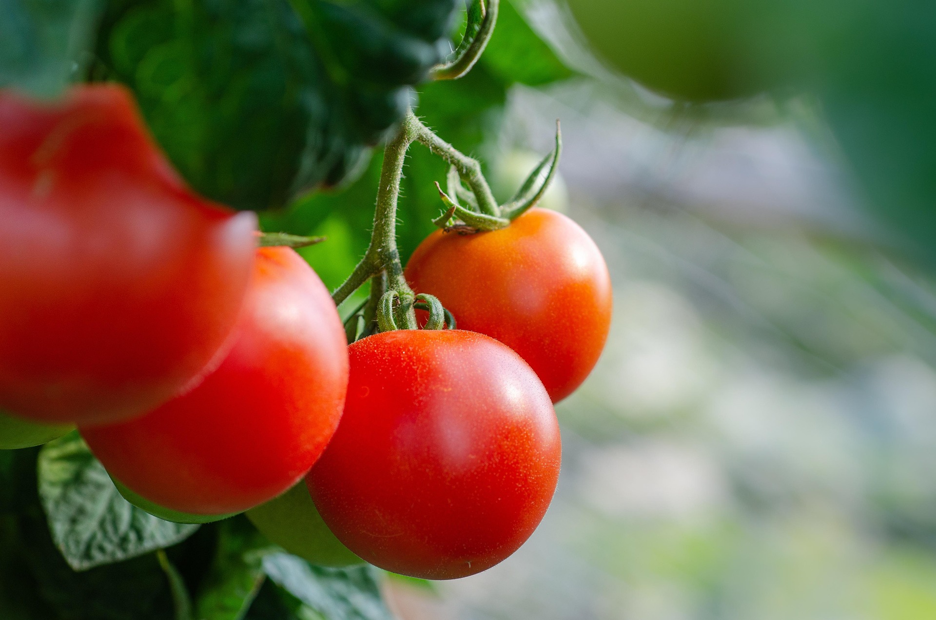 Tomato Pests and How to Manage Them Organically