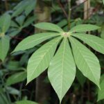 How to Identify and Treat Cassava Mealybug Before It Destroys Your Harvest