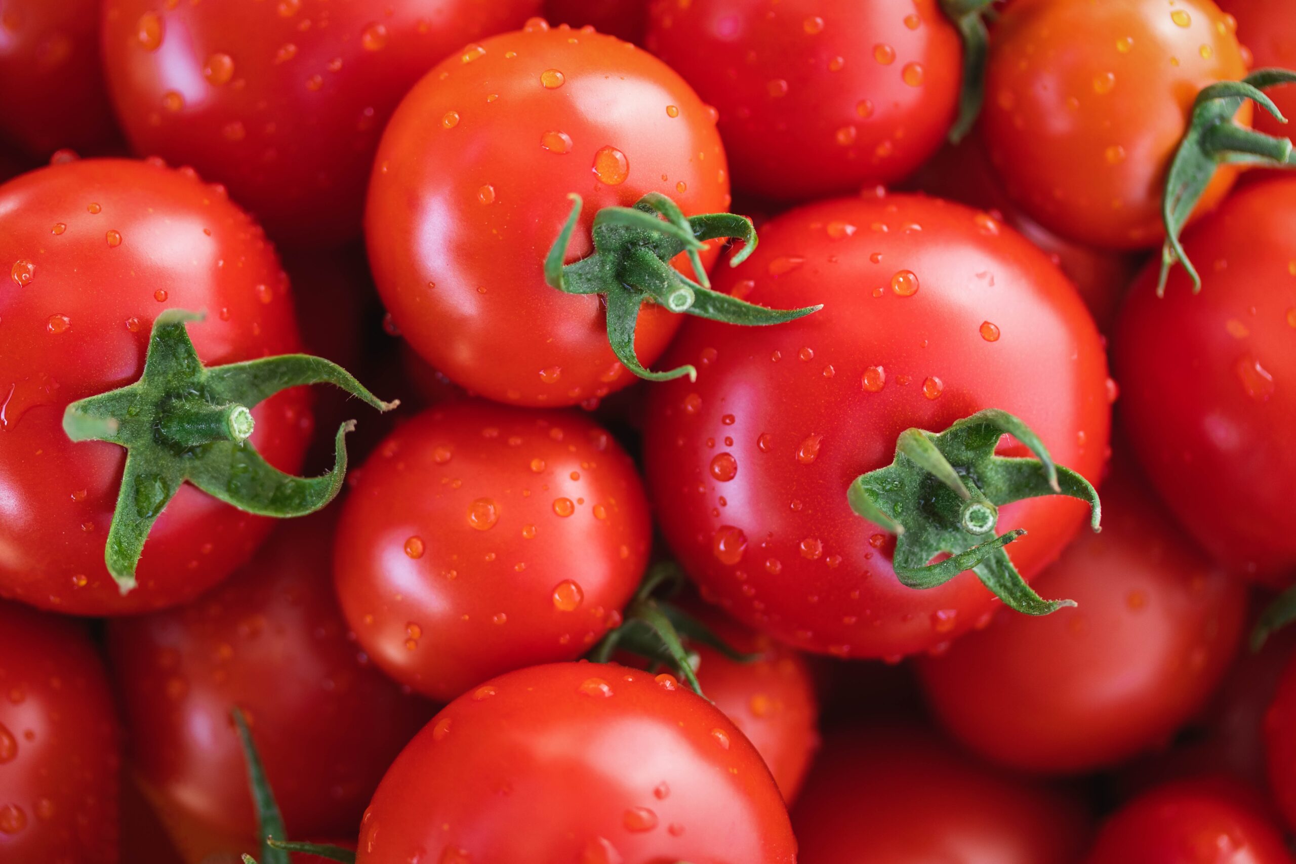 Tomato Pests and How to Manage Them Organically